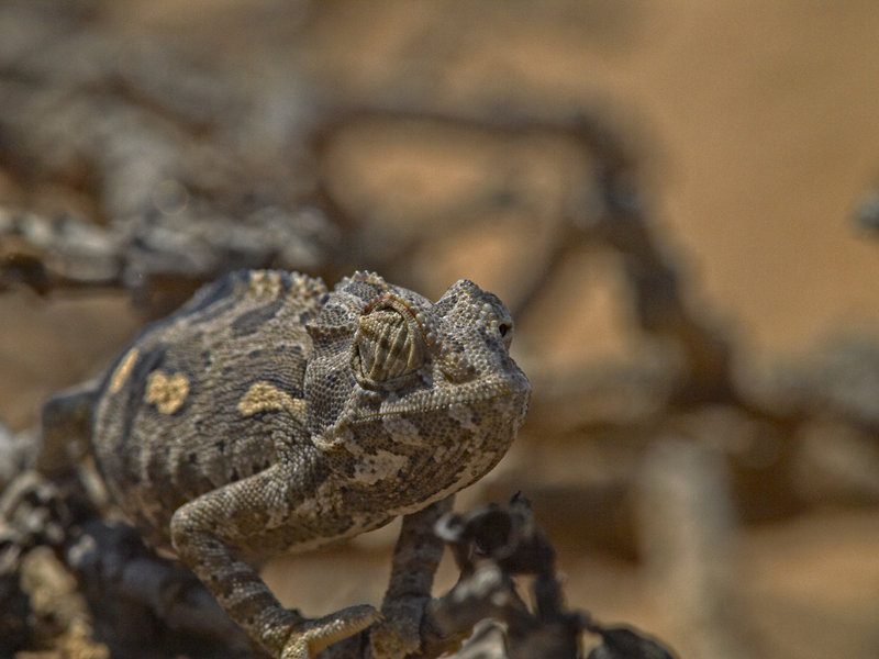 Swakopmund, Chameleon